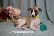 Whippet puppy, male, female pet class FCI Kemerovo  Delivery from Kemerovo
