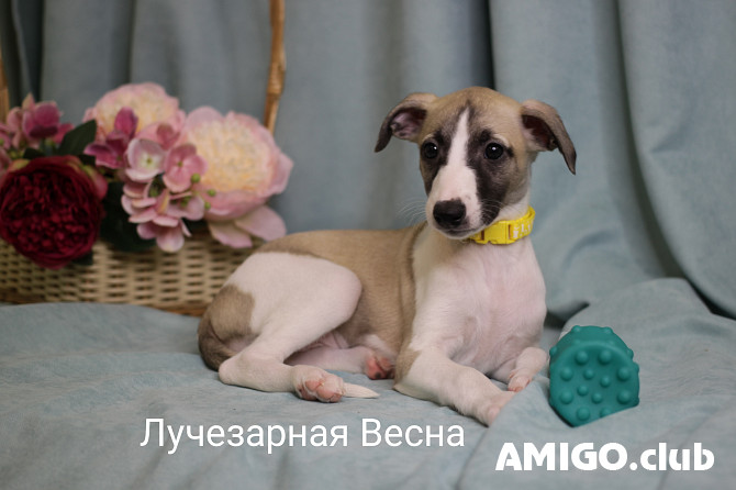 Whippet cachorro, masculino, mujer pet class FCI Kemerovo  Kemerovo - photo 1