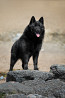 Schipperke mees show class FCI paaritumiseks Moscow  доставка из г.Moscow