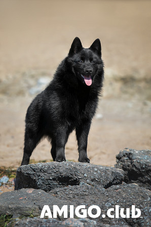 Schipperke male show class FCI for mating Moscow  Moscow - photo 1