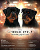 Rottweiler puppy, male show class FCI Gomel  Delivery from Gomel