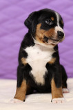 Appenzell cattle dog puppy, male show class FCI Moscow  Moscow