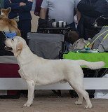 Labrador retriever junior, male breed class FCI Cherepovets  Cherepovets