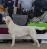 Labrador retriever júnior, masculino breed class FCI Cherepovets  Cherepovets