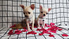 Chihuahua short-haired puppy, female show class FCI Chelyabinsk  Delivery from Chelyabinsk
