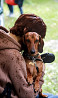 Dachshund standard smooth-haired male show class FCI for mating Protvino  Protvino