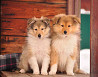 Shetland sheepdog puppy, male pet class FCI Novosibirsk  Delivery from Novosibirsk