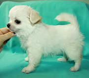 Chihuahua long-haired puppy, female pet class FCI Sankt-Peterburg  Delivery from Sankt-Peterburg