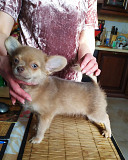 Chihuahua long-haired puppy, male breed class FCI Moscow  Delivery from Moscow