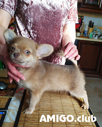 Chihuahua langhaar hündchen, männlich breed class FCI Moscow  Moscow - изображение 1