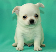 Chihuahua short-haired puppy, male pet class FCI Sankt-Peterburg  Delivery from Sankt-Peterburg