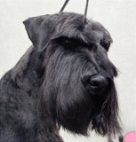 Schnauzer black puppy, male, female FCI Sankt-Peterburg  Sankt-Peterburg