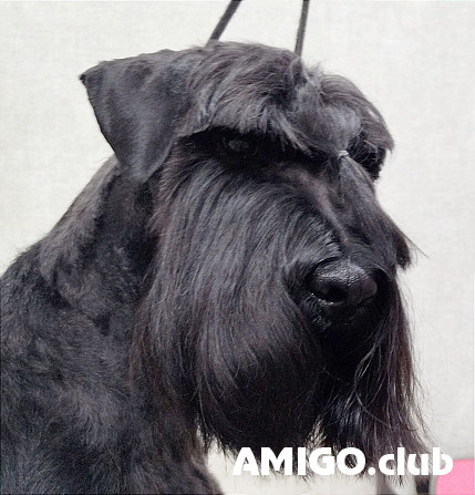 Mitelšnauceris juoda šuniukas, patinas, moteris FCI Sankt-Peterburg  Sankt-Peterburg - изображение 1