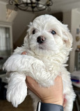 Havanese puppy, male, female FCI Moscow  Delivery from Moscow