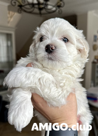 Havanese puppy, male, female FCI Moscow  Moscow - photo 1