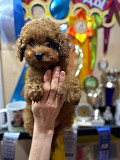 Poodle toy puppy, male breed class FCI Moscow  Moscow