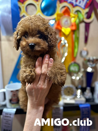 Poodle toy puppy, male breed class FCI Moscow  Moscow - photo 1