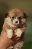 Welsh corgi pembroke puppy, male, female show class FCI Rostov-na-Donu  Delivery from Rostov-na-Donu