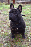 French bulldog male show class FCI for mating Voronezh  Voronezh