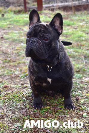 French bulldog male show class FCI for mating Voronezh  Voronezh - photo 1