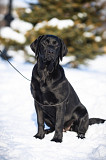 Labrador retriever cachorro, mujer show class FCI Orenburg  Delivery from Orenburg