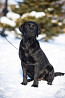 Labradoro retriveris šuniukas, moteris show class FCI Orenburg  доставка из г.Orenburg