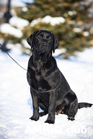 Labrador retriever cachorro, mujer show class FCI Orenburg  Orenburg - photo 1