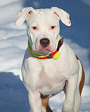 American staffordshire terrier cachorro, mujer show class IKU Ivanovo  Delivery from Ivanovo