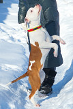American staffordshire terrier cachorro, mujer show class FCI Ivanovo  Delivery from Ivanovo