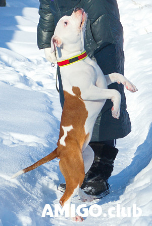 American staffordshire terrier cachorro, mujer show class FCI Ivanovo  Ivanovo - photo 1