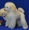 Caniche toys cachorro, masculino breed class FCI Moscow  Delivery from Moscow