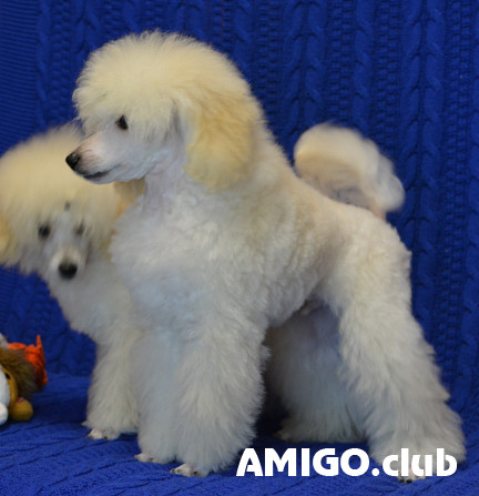Poodle toy puppy, male breed class FCI Moscow  Moscow - photo 1