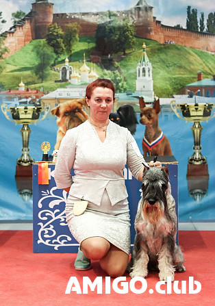 Шнауцер перець з сіллю пёс шоу-клас FCI для спарювання Дзержинск  Дзержинск - зображення 1
