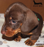 Dachshund miniatura de pelo duro cachorro, masculino breed class UCI Moscow  Delivery from Moscow