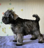 Miniature schnauzer puppy, male FCI Moscow  Moscow