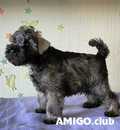 Miniature schnauzer puppy, male FCI Moscow  Moscow - photo 1