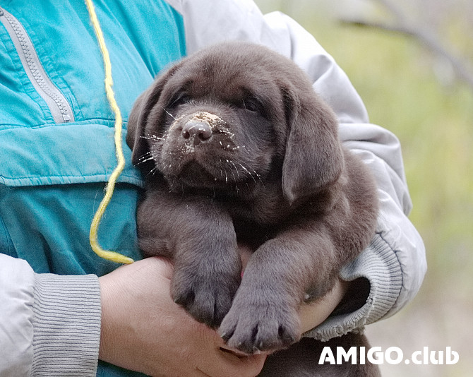 Labrador retriever hündchen, männlich, weiblich show class FCI Krasnodar  Krasnodar - изображение 1