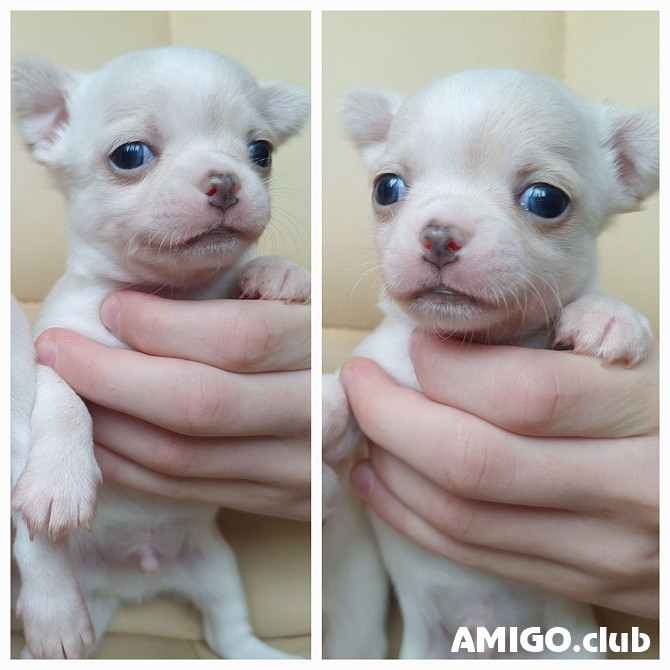 Chihuahueño pelo corto cachorro, masculino FCI Kirovsk  Kirovsk - photo 1