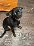 Малий брабанський грифон - Пті брабансон щеня, пёс шоу-клас FCI Самара  доставка з м.Самара