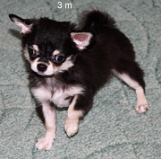 Chihuahua short-haired puppy, female breed class FCI Sankt-Peterburg  Delivery from Sankt-Peterburg