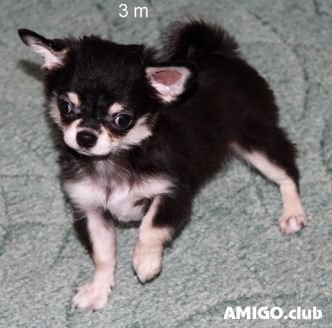 Chihuahua short-haired puppy, female breed class FCI Sankt-Peterburg  Sankt-Peterburg - photo 1