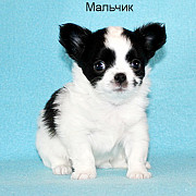 Chihuahua pitkäkarvaiset pentu, uros pet class FCI Moscow  доставка из г.Moscow