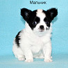 Chihuahueño pelo largo cachorro, masculino pet class FCI Moscow  Delivery from Moscow