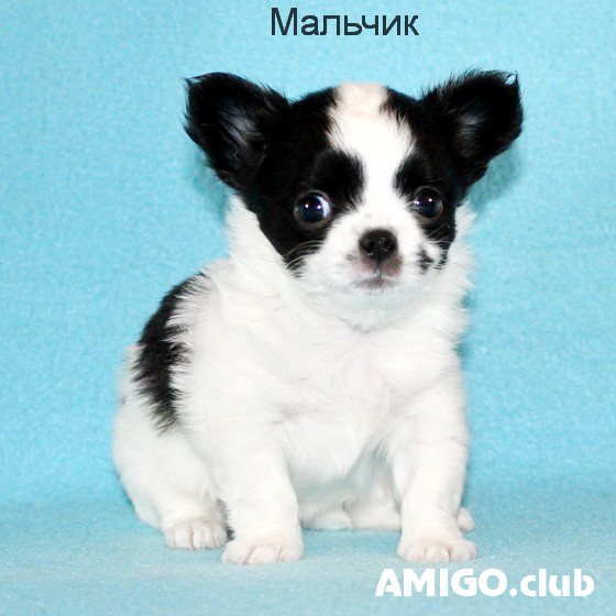 Chihuahua pitkäkarvaiset pentu, uros pet class FCI Moscow  Moscow - изображение 1