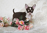 Chihuahueño pelo corto cachorro, masculino breed class FCI Moscow  Delivery from Moscow