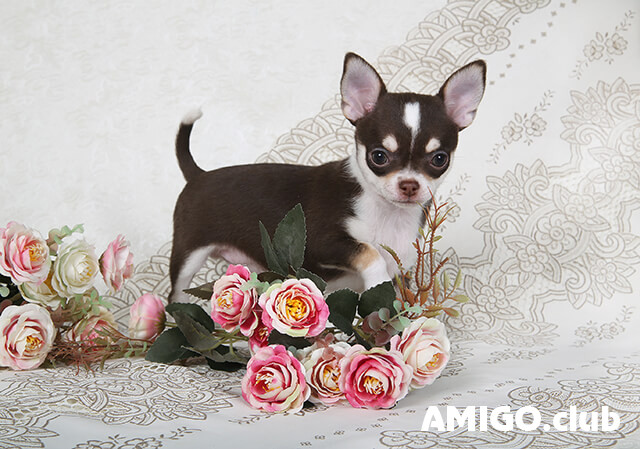 Chihuahua short-haired puppy, male breed class FCI Moscow  Moscow - photo 1