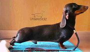 Dachshund miniature wire-haired puppy, male breed class UCI Moscow  Delivery from Moscow