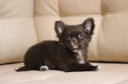 Chihuahua long-haired puppy, male IKU Sankt-Peterburg  Delivery from Sankt-Peterburg
