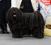 Puli cachorro, masculino, mujer show class FCI Moscow  Delivery from Moscow