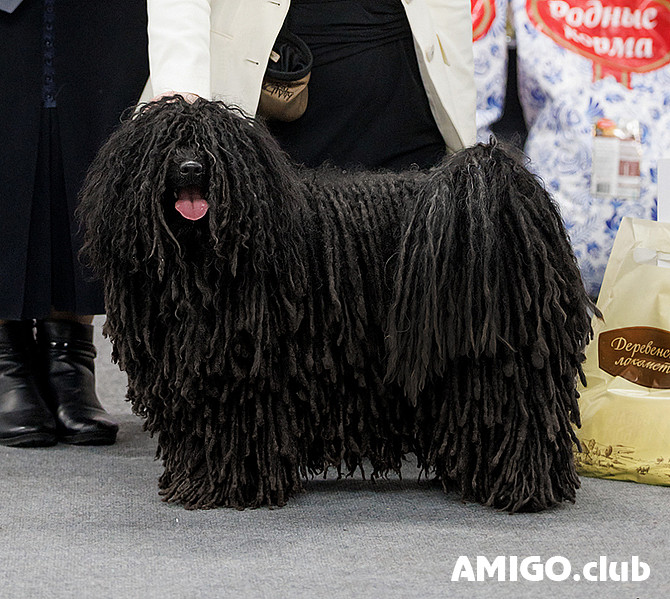 Puli cachorro, masculino, mujer show class FCI Moscow  Moscow - photo 1